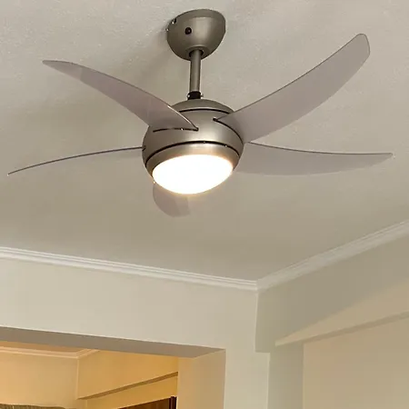 Sofia's *